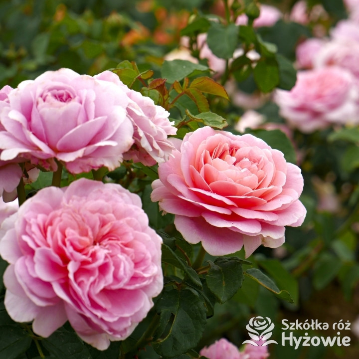 Eustacia Vye™ (Ausegdon) - David Austin® Róże Angielskie - 