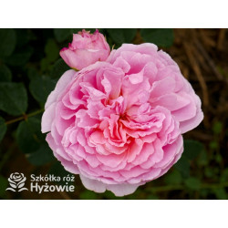 Eustacia Vye™ (Ausegdon) - David Austin® Róże Angielskie - 