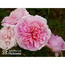 Eustacia Vye™ (Ausegdon) - David Austin® Róże Angielskie - 