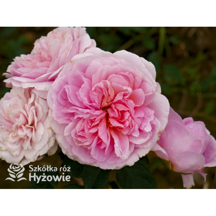 Eustacia Vye™ (Ausegdon) - David Austin® Róże Angielskie - 