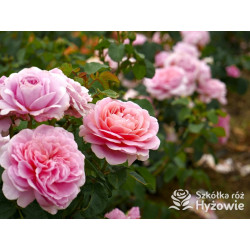 Eustacia Vye™ (Ausegdon) - David Austin® Róże Angielskie - 