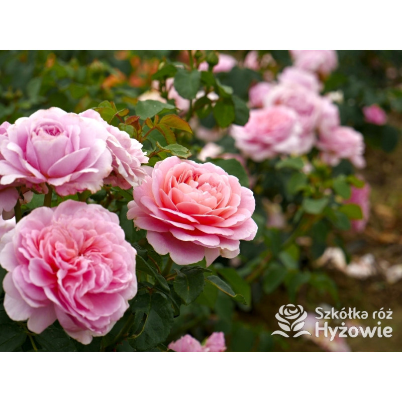 Rossinni Roses Eustacia Vye® – róża angielska David Austin® | Zdrowa i pachnąca