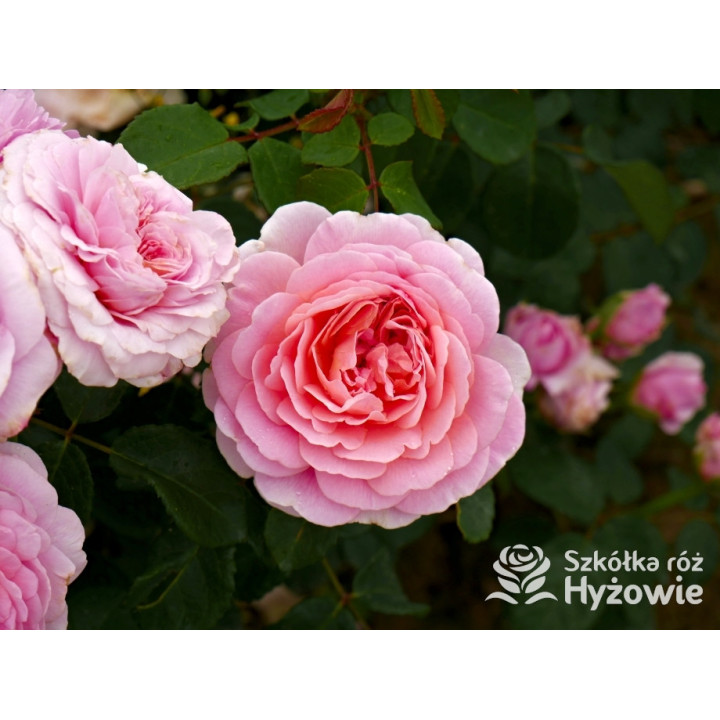 Eustacia Vye™ (Ausegdon) - David Austin® Róże Angielskie - 