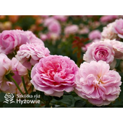 Eustacia Vye™ (Ausegdon) - David Austin® Róże Angielskie - 