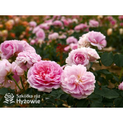 Eustacia Vye™ (Ausegdon) - David Austin® Róże Angielskie - 