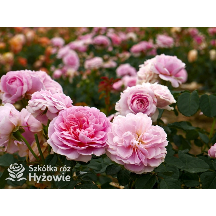 Eustacia Vye™ (Ausegdon) - David Austin® Róże Angielskie - 