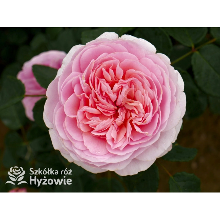 Eustacia Vye™ (Ausegdon) - David Austin® Róże Angielskie - 