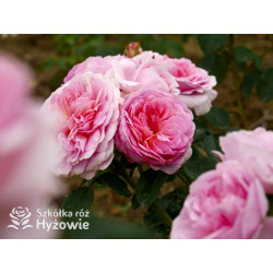 Eustacia Vye™ (Ausegdon) - David Austin® Róże Angielskie - 