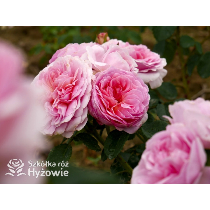 Eustacia Vye™ (Ausegdon) - David Austin® Róże Angielskie - 