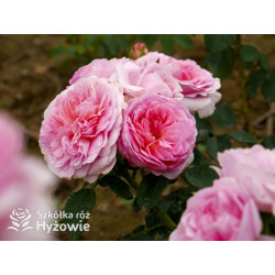 Eustacia Vye™ (Ausegdon) - David Austin® Róże Angielskie - 