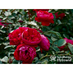 Florentina® - Róże Pnące - 
