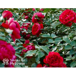 Florentina® - Róże Pnące - 