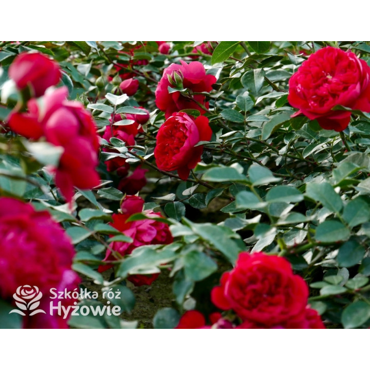 Florentina® - Róże Pnące - 