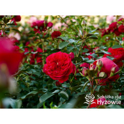 Florentina® - Róże Pnące - 