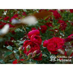Florentina® - Róże Pnące - 