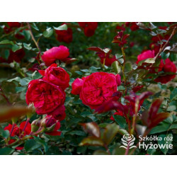 Florentina® - Róże Pnące - 