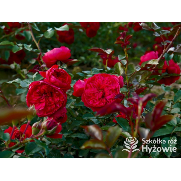Florentina® - Róże Pnące - 