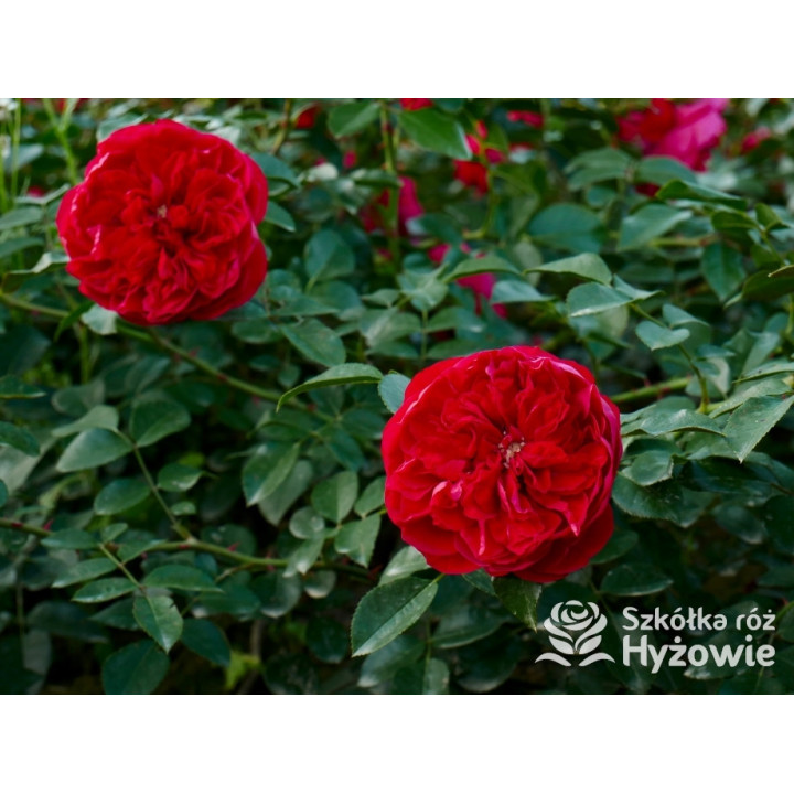 Florentina® - Róże Pnące - 