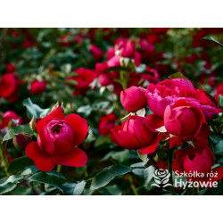 Florentina® - Róże Pnące - 