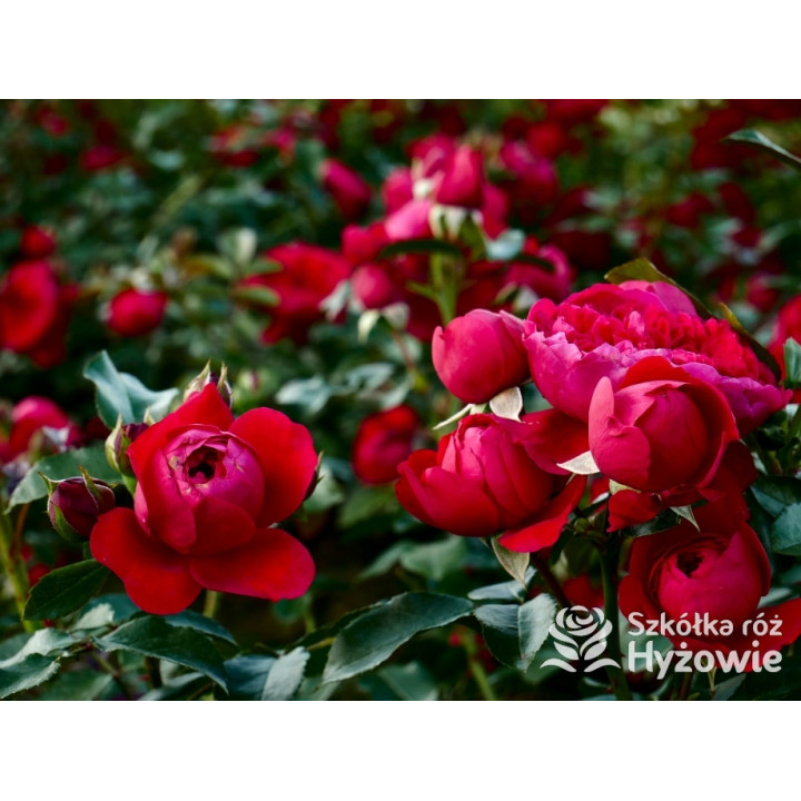 Florentina® - Róże Pnące - 