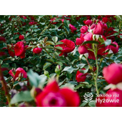 Florentina® - Róże Pnące - 