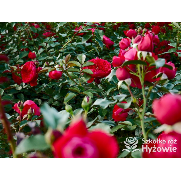 Florentina® - Róże Pnące - 