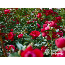 Florentina® - Róże Pnące - 