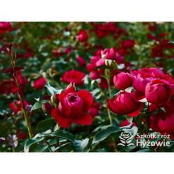 Florentina® - Róże Pnące - 
