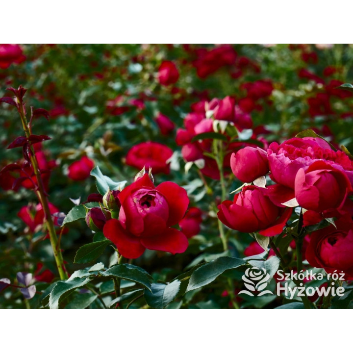 Florentina® - Róże Pnące - 