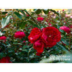 Florentina® - Róże Pnące - 