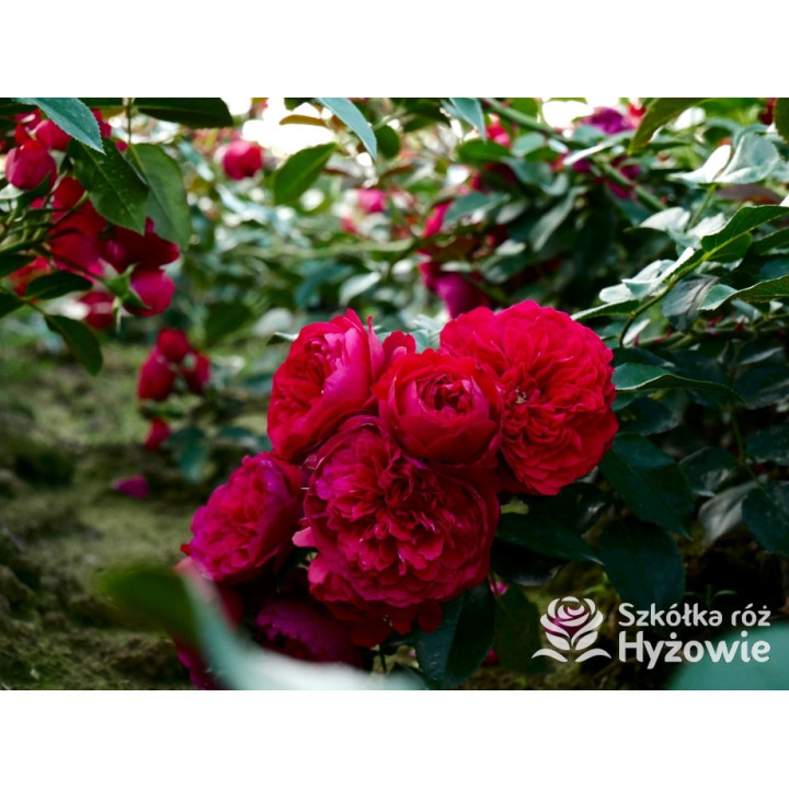 Florentina® - Róże Pnące - 