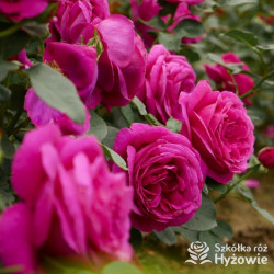 Für Elise® - Róże Rabatowe - 