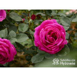 Für Elise® - Róże Rabatowe - 