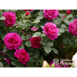 Für Elise® - Róże Rabatowe - 