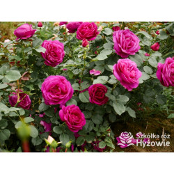 Für Elise® - Róże Rabatowe - 