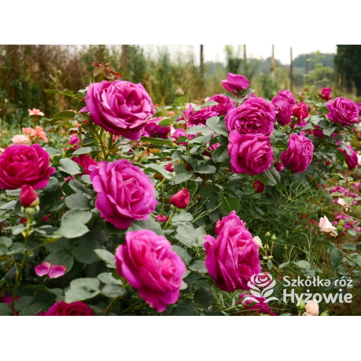 Für Elise® - Róże Rabatowe - 