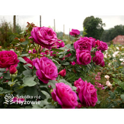 Für Elise® - Róże Rabatowe - 