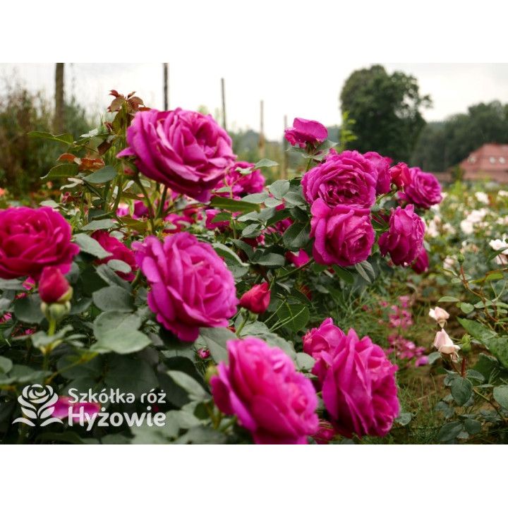 Für Elise® - Róże Rabatowe - 