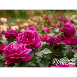 Für Elise® - Róże Rabatowe - 