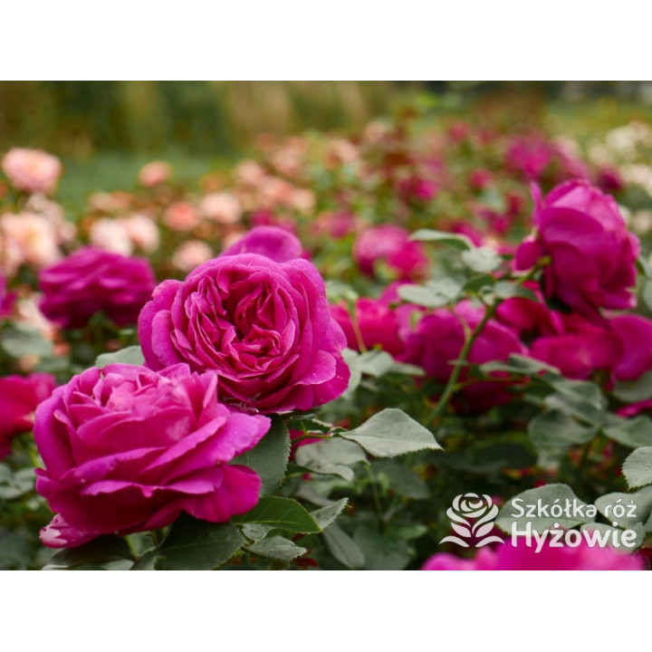 Für Elise® - Róże Rabatowe - 