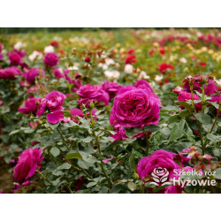 Für Elise® - Róże Rabatowe - 