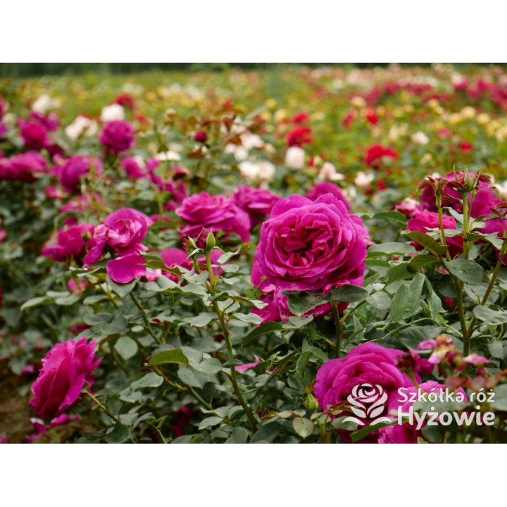 Für Elise® - Róże Rabatowe - 