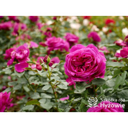 Für Elise® - Róże Rabatowe - 