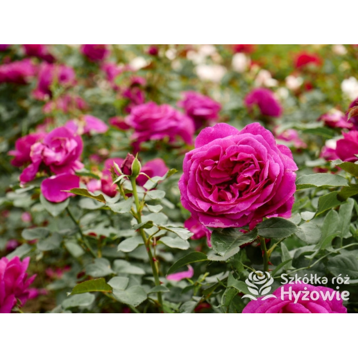 Für Elise® - Róże Rabatowe - 