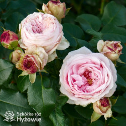 Giardina® - Róże Pnące - 