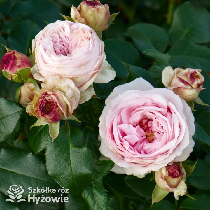 Giardina® - Róże Pnące - 