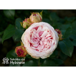 Giardina® - Róże Pnące - 