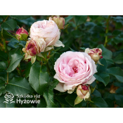 Giardina® - Róże Pnące - 