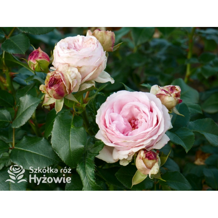 Giardina® - Róże Pnące - 