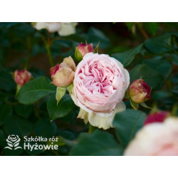 Giardina® - Róże Pnące - 